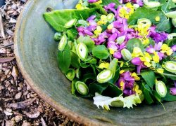 סלט ליקוטים צבעוני ופרחוני של סוף החורף