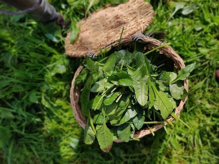 סלק בר וחוביזה ממולאים