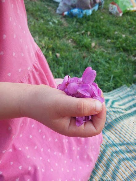 פרחי כליל החורש