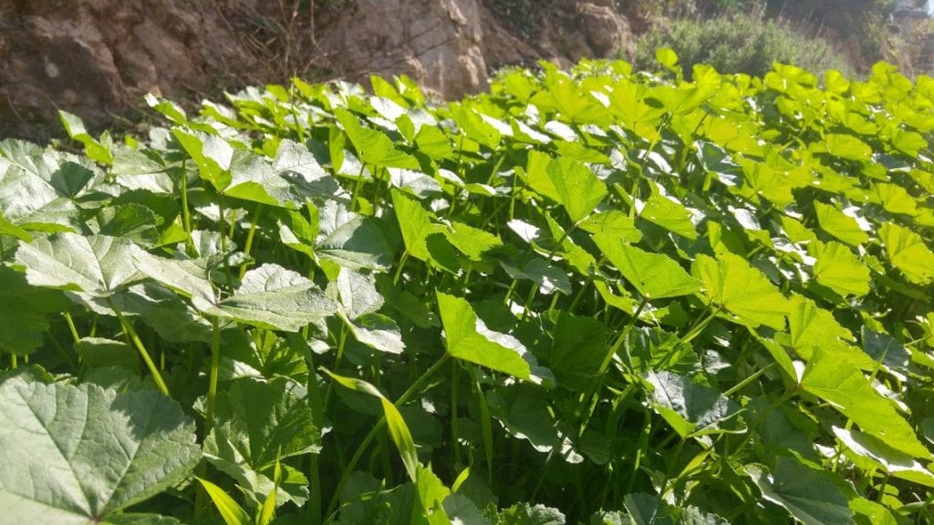 לביבות חוביזה וגדילן אפויות טבעוניות