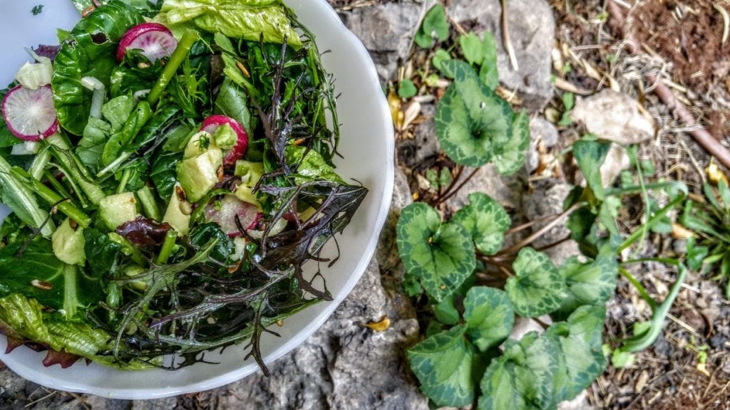 סלט חורף ירוק