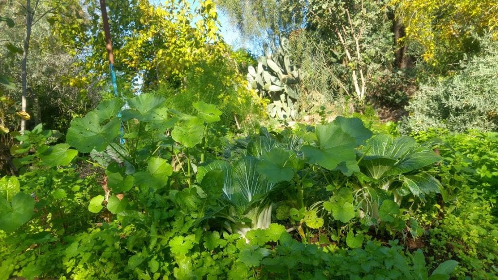 סלט חורף ירוק