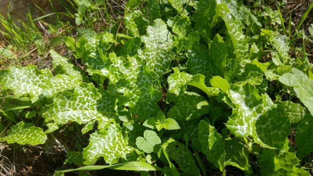 מרק וישיסואז מקומי טבעוני
