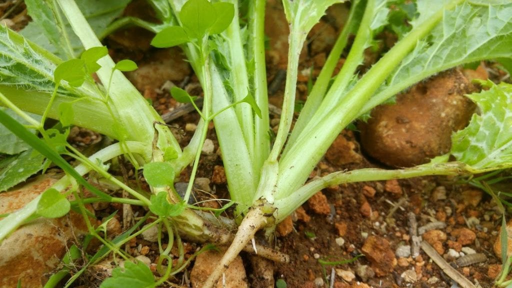 מרק וישיסואז מקומי טבעוני