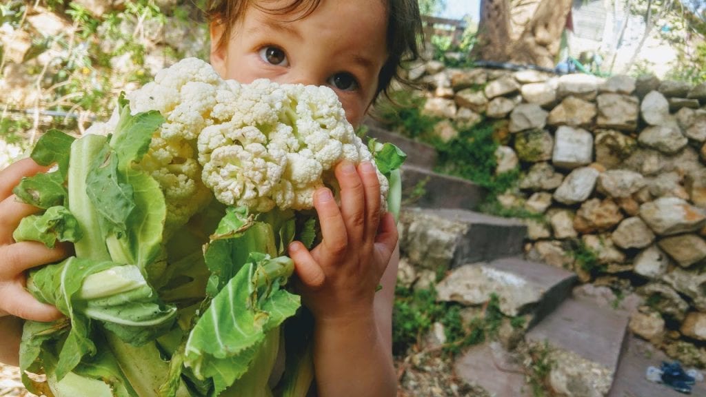 סינייה כרובית טבעונית לפסח