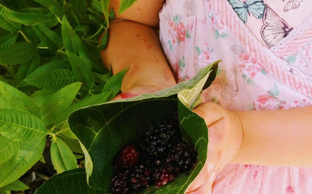 עלי תות ממולאים
