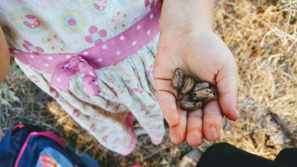 עלי תות ממולאים