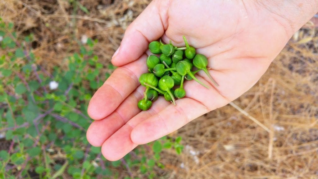עלי תות ממולאים