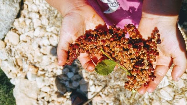 סלט שומר צלוי וסומאק