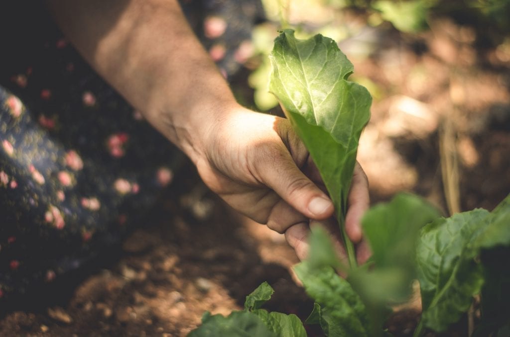 פטאייר סלק בר