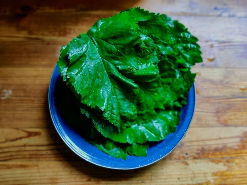 עלי תות עץ ממולאים