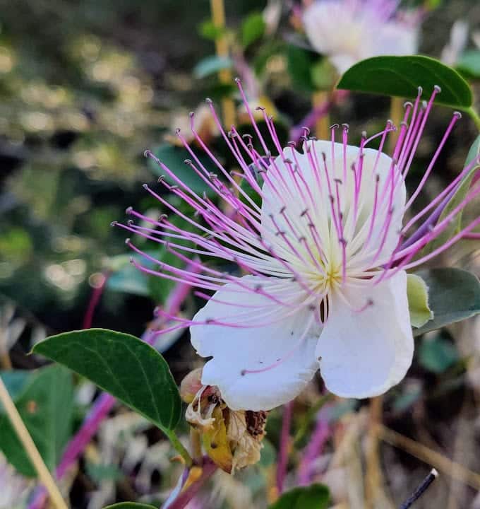 צלף פסטה ברוטב שמן זית מרווה צלפים