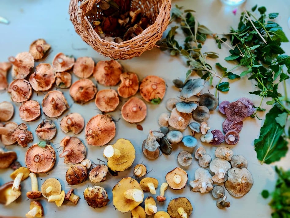 פטריות מלוקטות מהיער