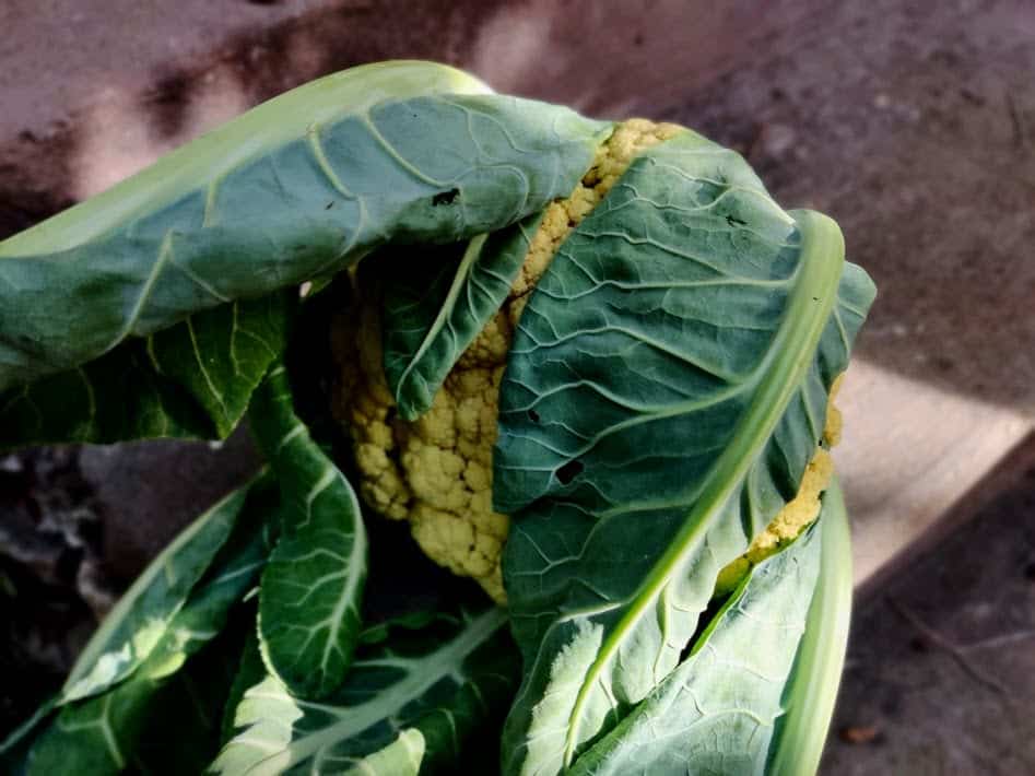 עלי כרובית ממולאים