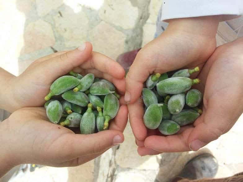 סלט פאקוס ושקדים ירוקים