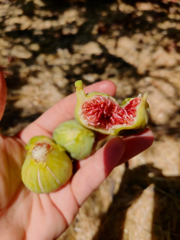 סלט ירוקים תאנים